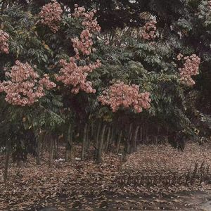 邱淑贞热舞被偷窥
